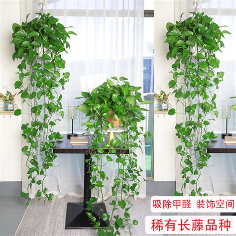 爬藤植物风水|十大风水宜人、最具观赏价值的美丽爬藤植物